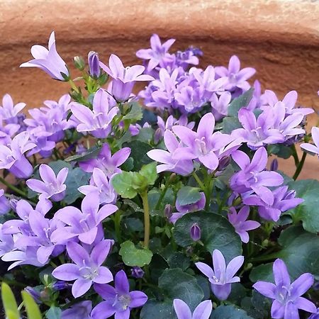 Casa Romero Lliber 部屋 写真